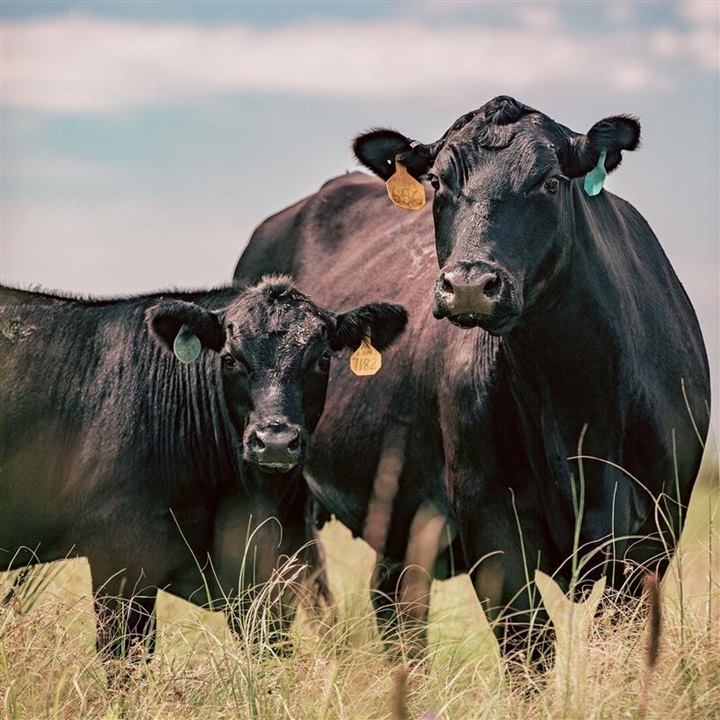 A mother cow and her calf standing in a pasture, facing forward.