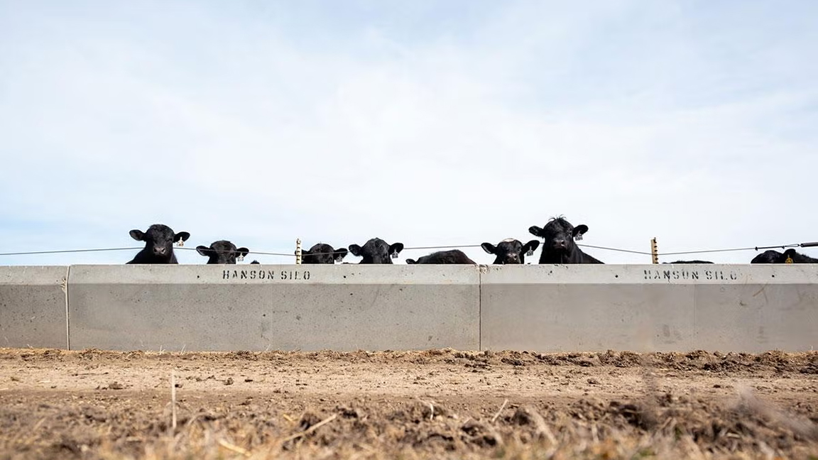 cattle