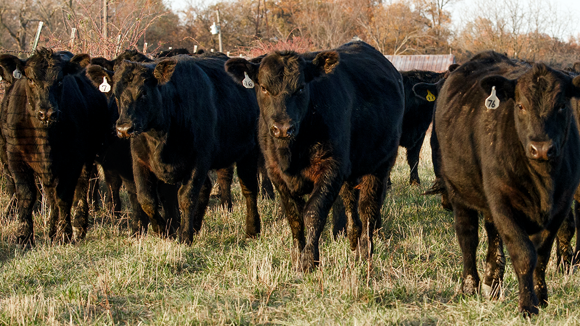 Backgrounding Calves