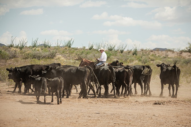 cowboy moving cattle