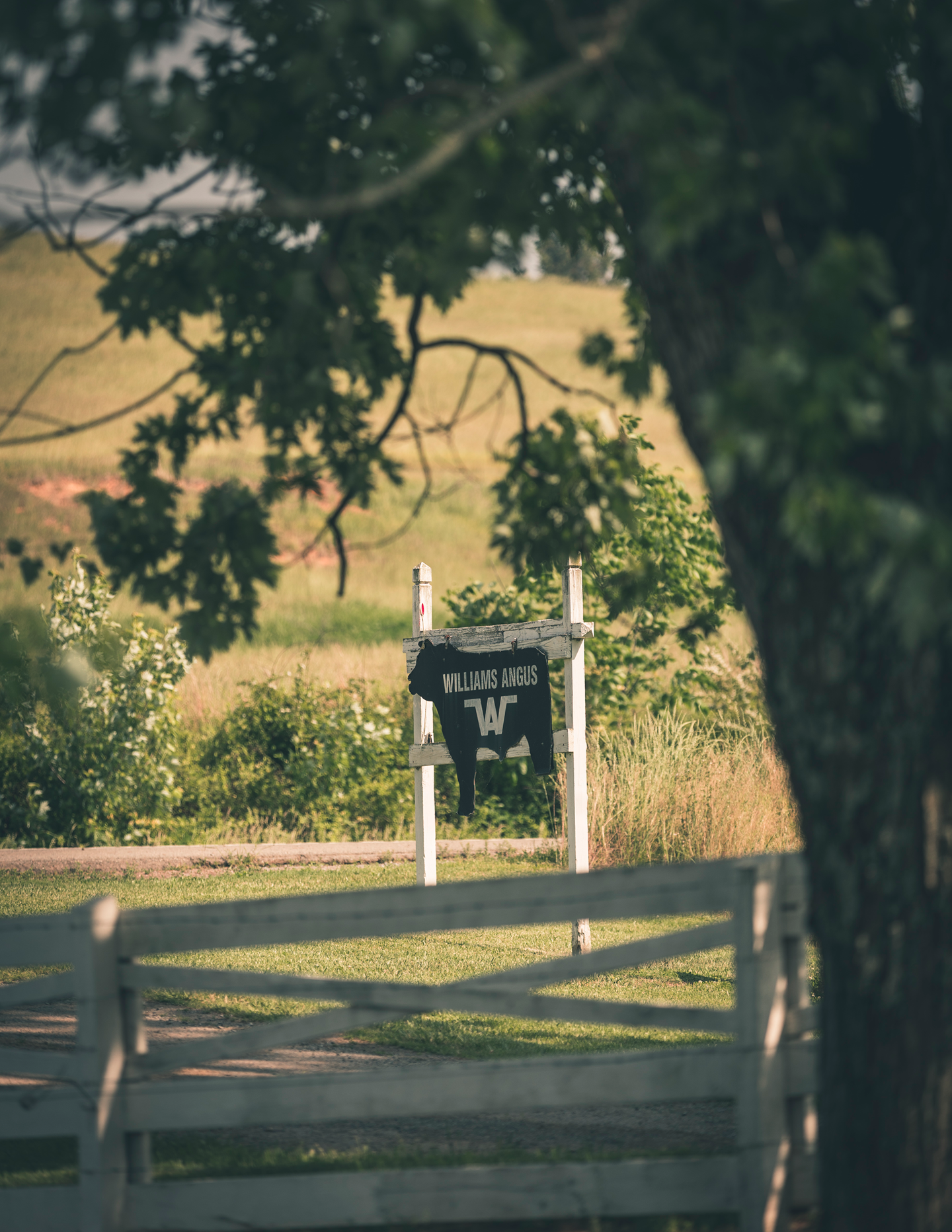 Williams Angus Sign