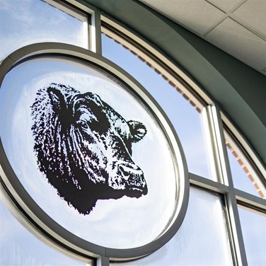 Angus Bull Head on Window