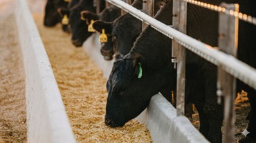 cattle at bunk