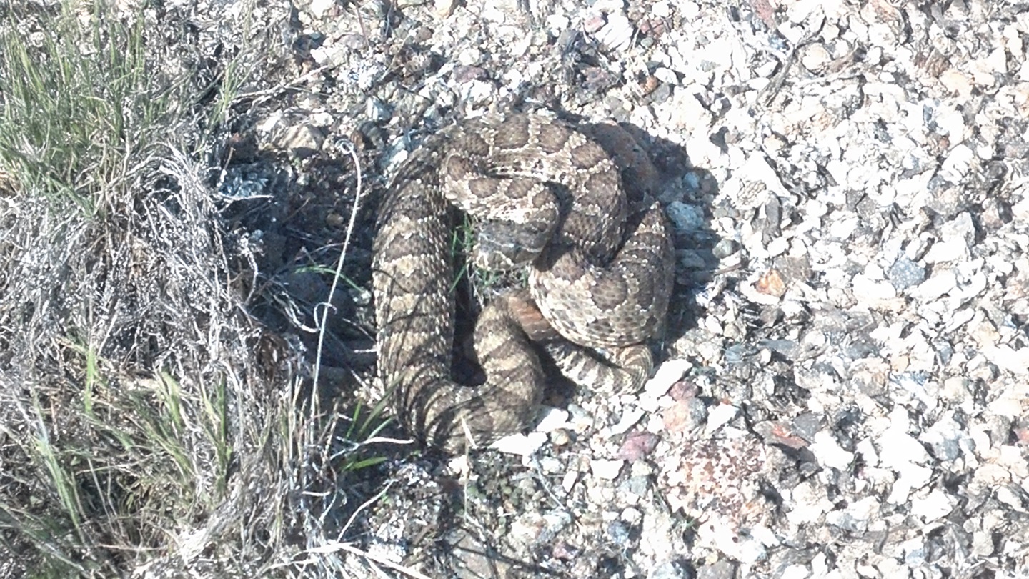 rattle snake