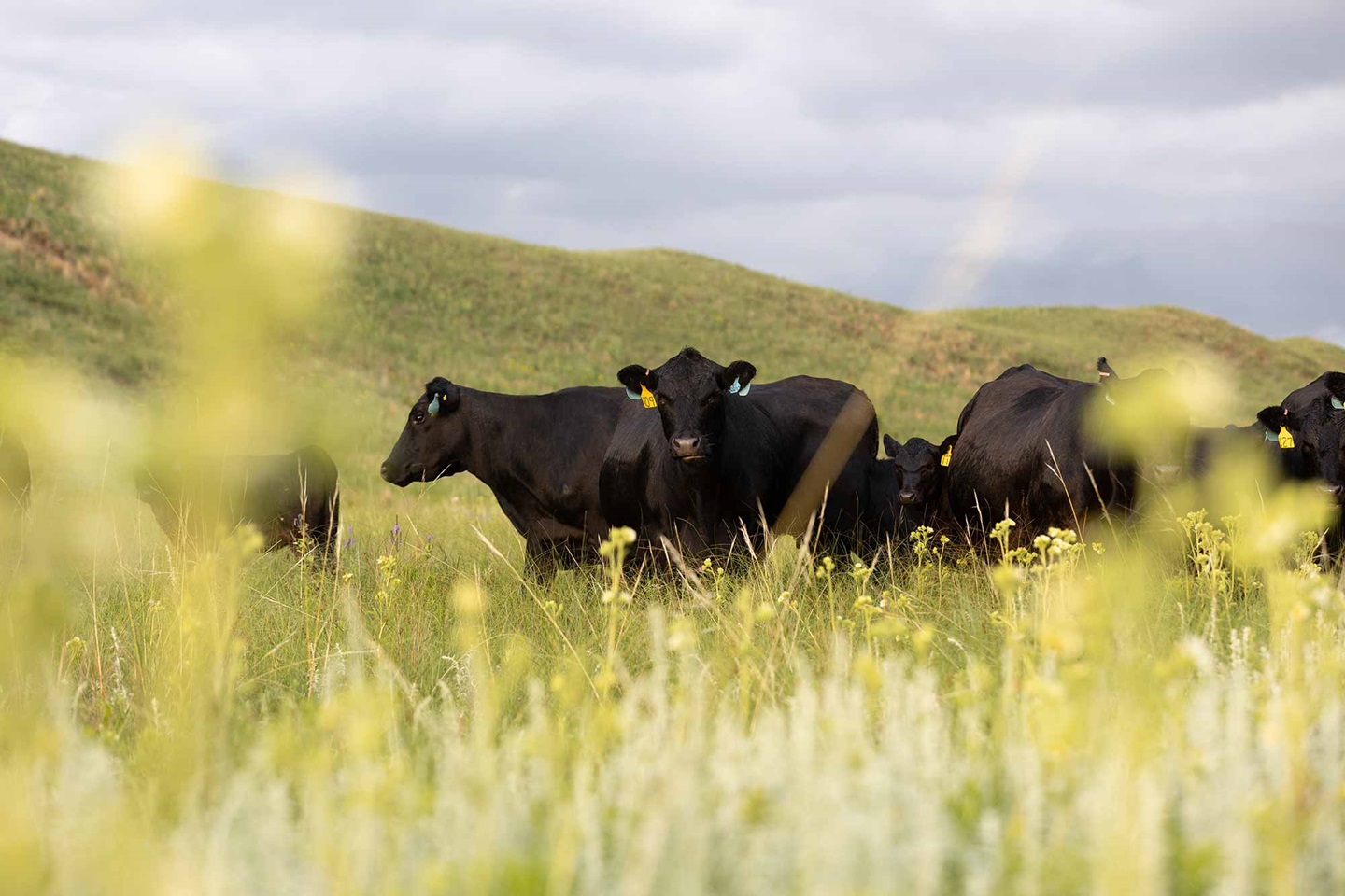 Angus cattle in a field