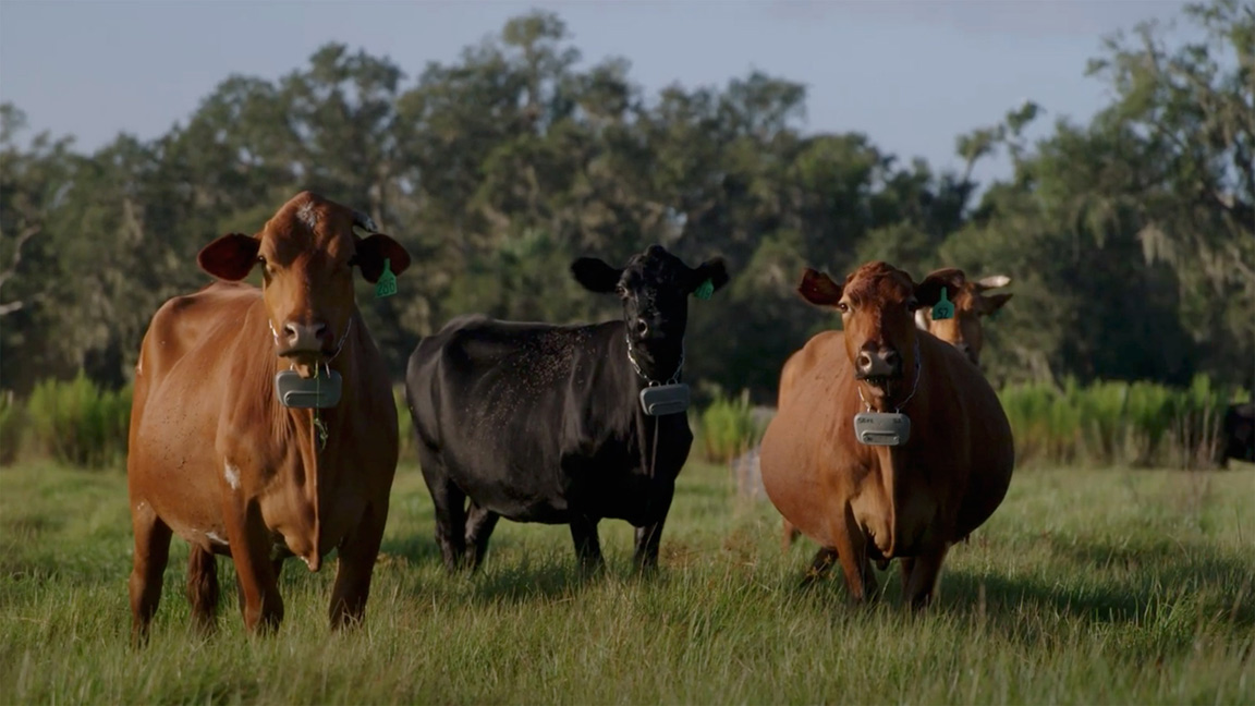 cattle in pasture