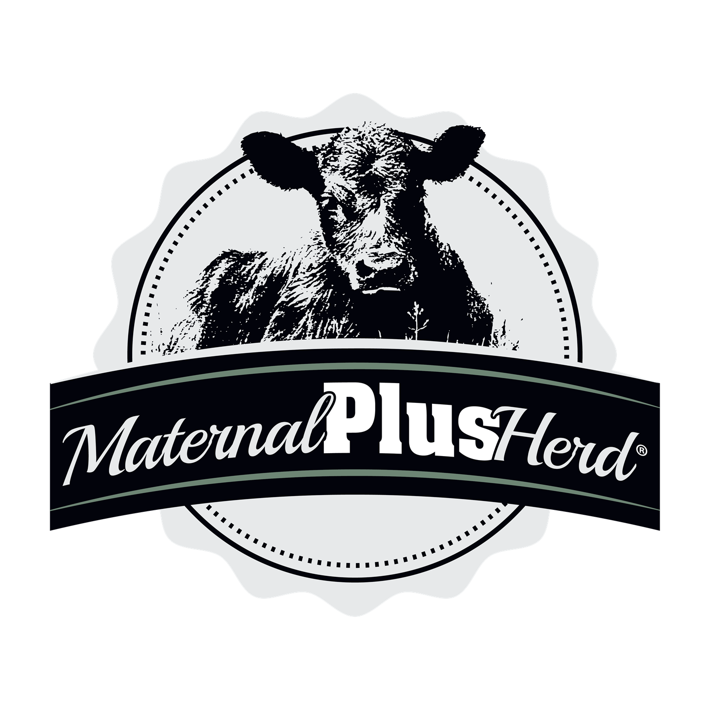 Maternal Plus Logo