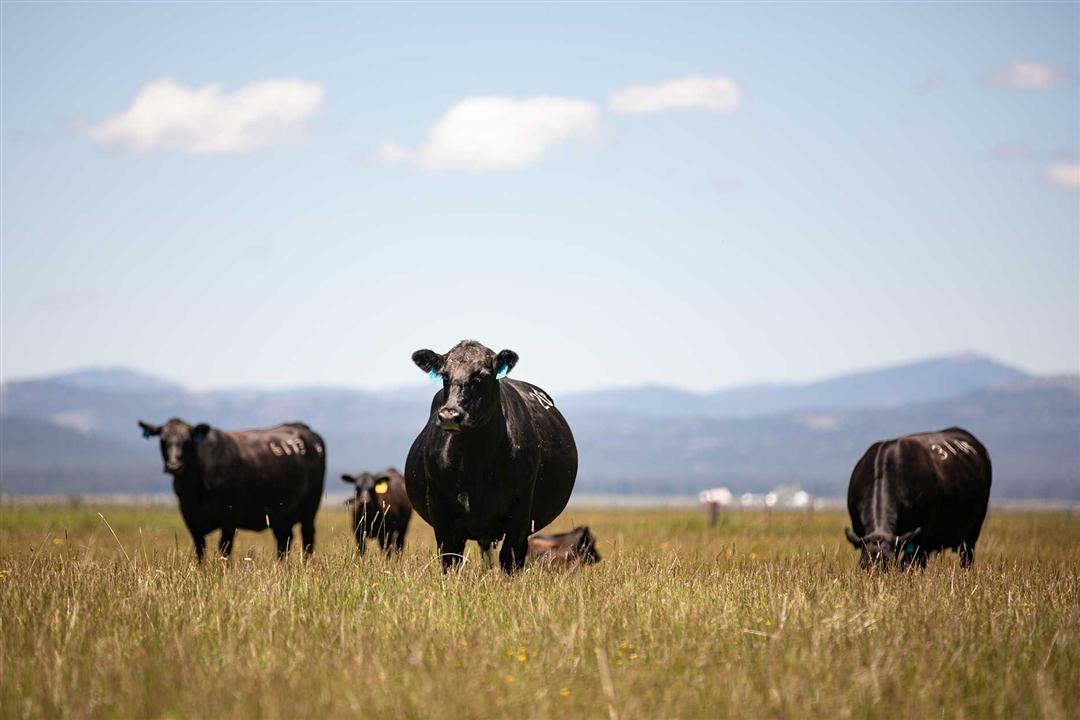 Group of Angus cows standing in a mountain valley pasture.