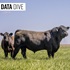 Data Dive