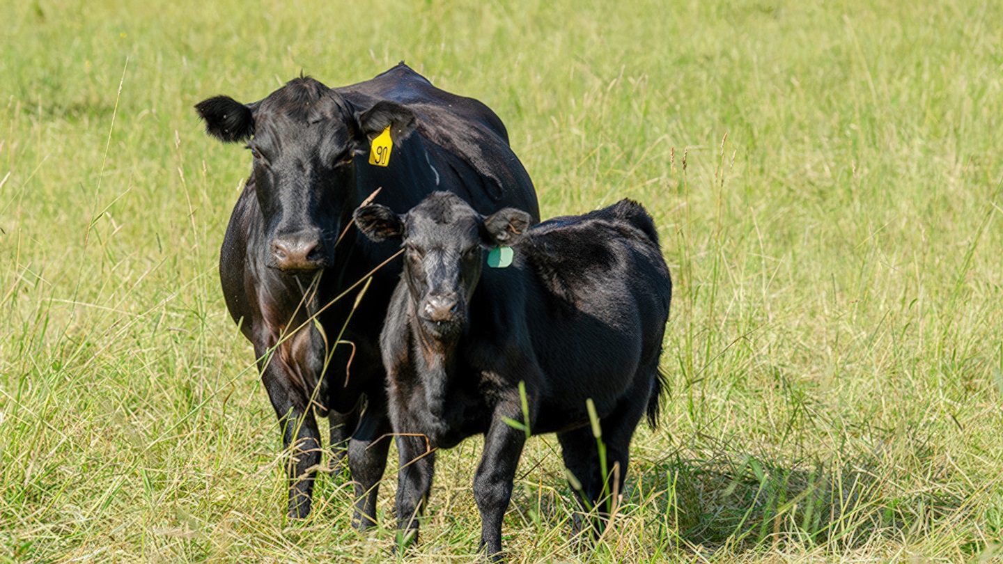 Cow/calf pair