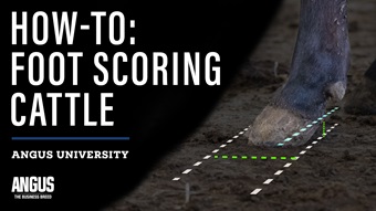 How-To: Foot Scoring Cattle thumbnail image for Angus University featuring an image of an Angus cow's hoof.