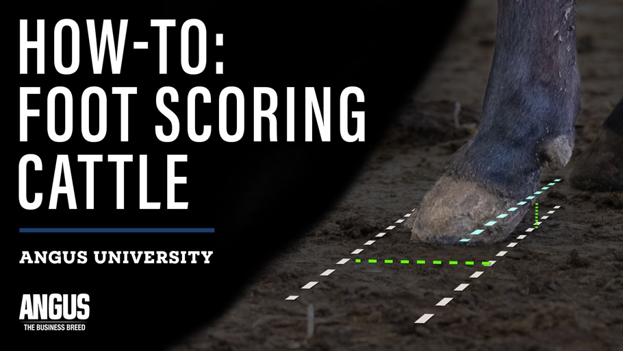 Score Animals Foot Scoring