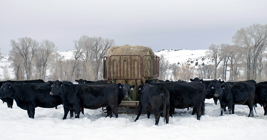 Western Pro Feeders hay ring