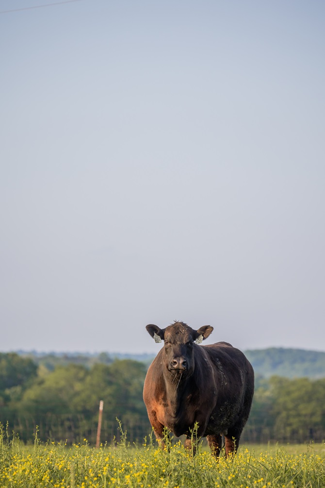 Angus animal on grass