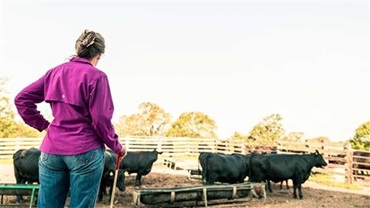 Woman with sorting stick examines angus cattle at bunk to feed