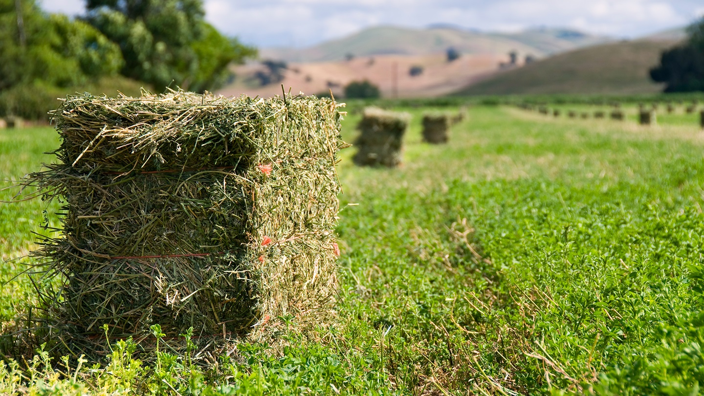alfalfa