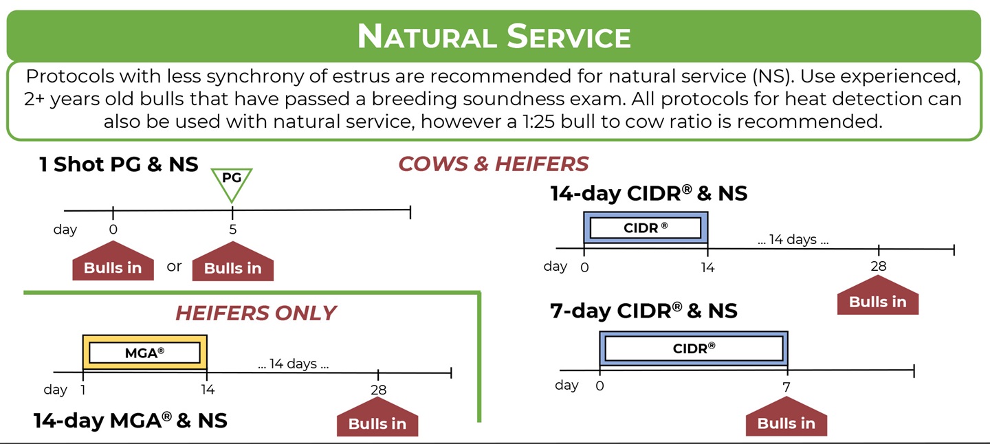 The Beef Reproductive Task Force provides synchronization protocol recommendations for natural service.