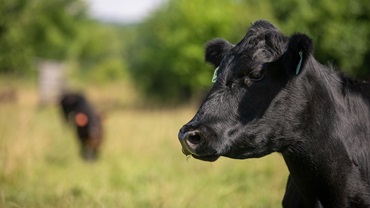 Profile photo of head of Black Angus cow with orange ear tag