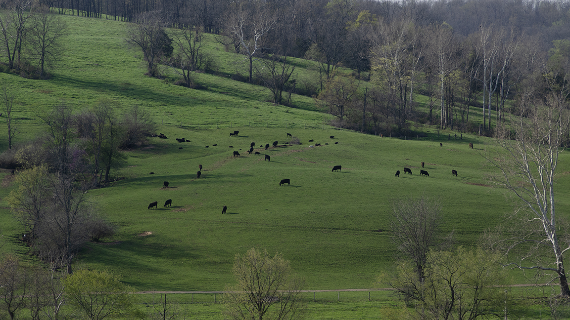 cattle in a field