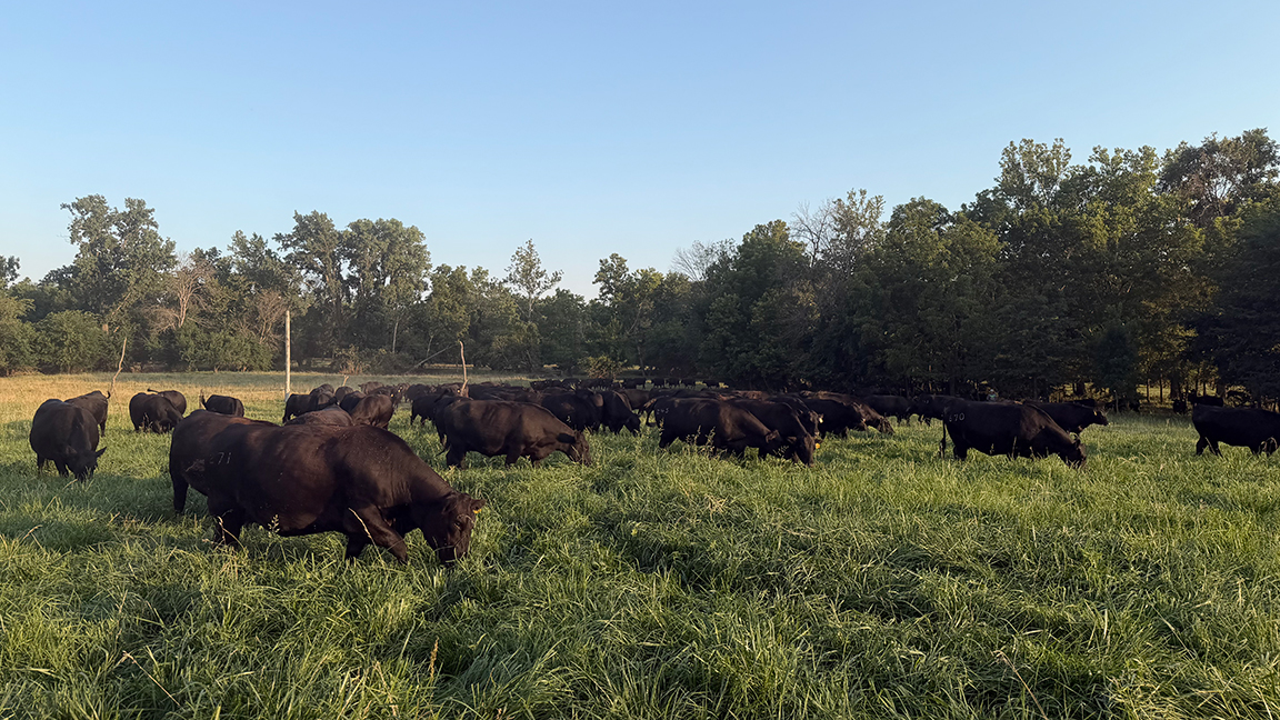 cows grazing