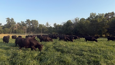 cows grazing