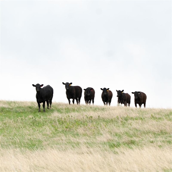 Group of six yearling Angus calves standing on a hill in a pasture coming in for feed.