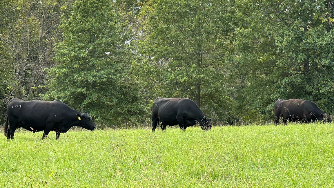 Cattle in a field