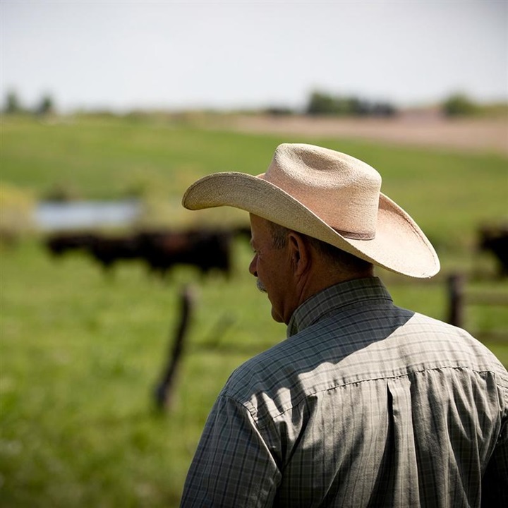 A cowboy standing in his pasture looking on his herd of Angus cattle.