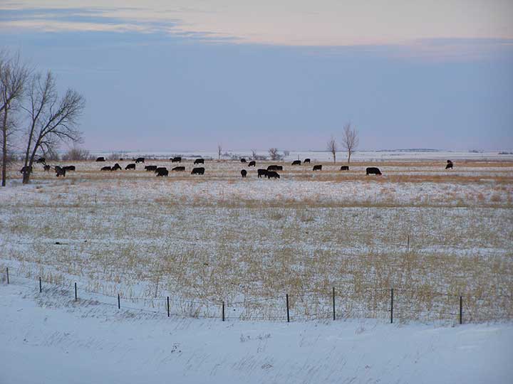 cattle-winter-grazing