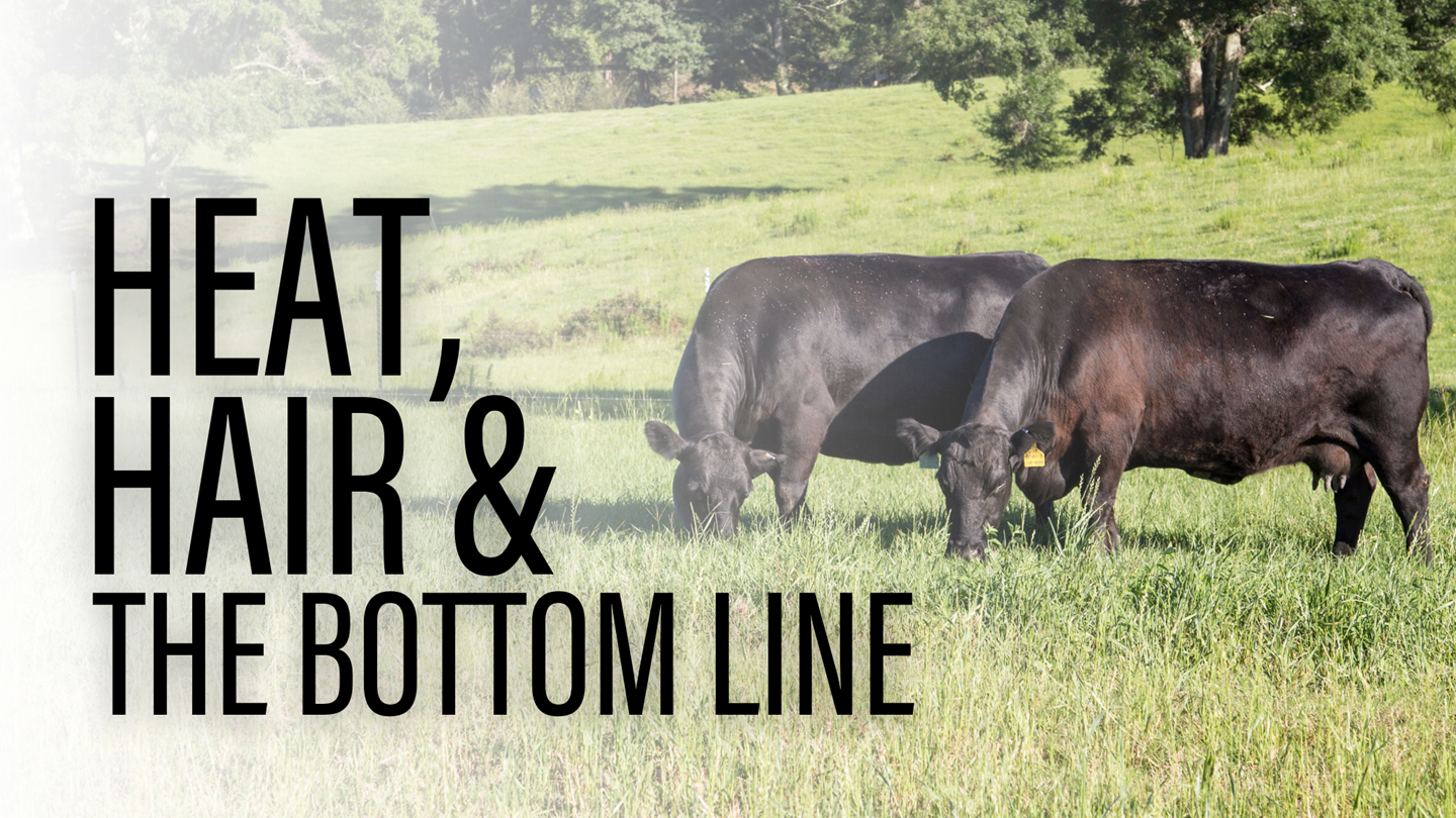 Hair Shed and the Bottom Line text with two Angus cows grazing in a summer pasture in the background.