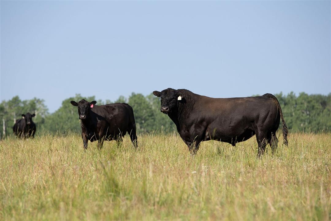 Two Angus herd sires stand in a green pasture.