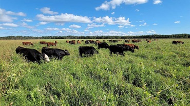 cattle grazing
