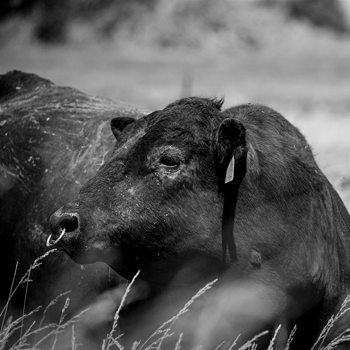 An Angus bull looking to the left as it stands in a tall, grassy pasture.