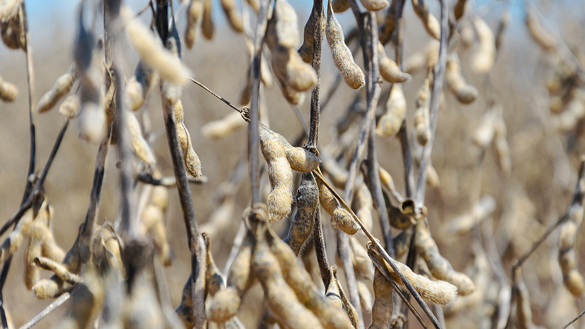 soybean hulls