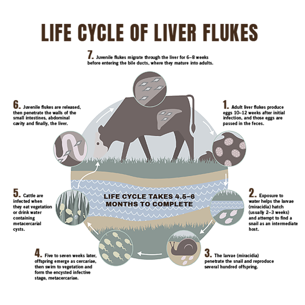 LIFE CYCLE OF LIVER FLUKES