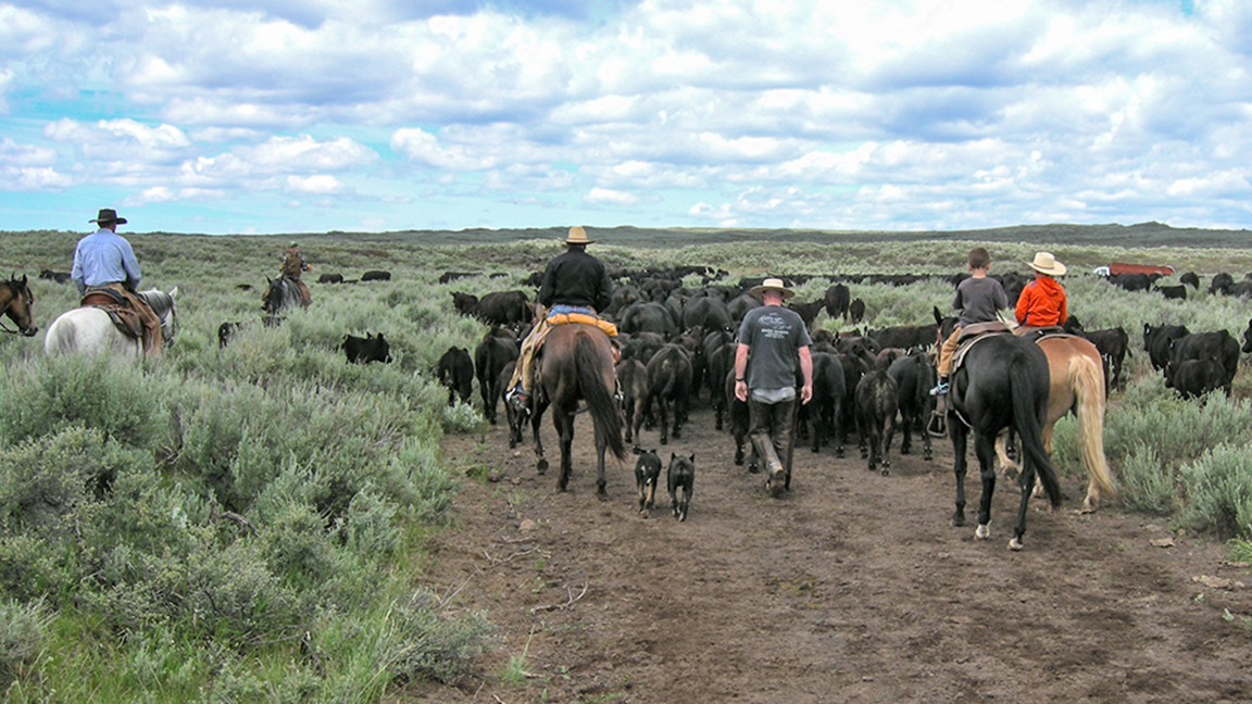 cattle drive