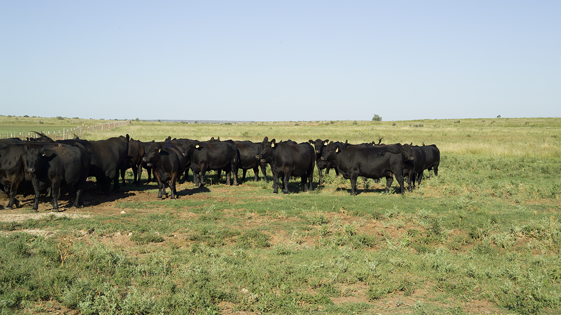 cattle