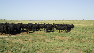 cattle