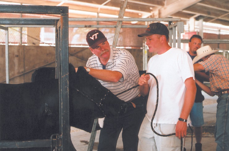 cattle in chute