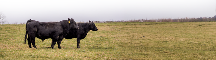 Spring Angus Bull Book