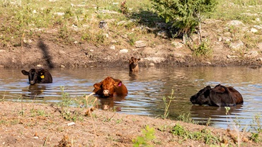 cattle in a pond