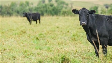 Cow on grass