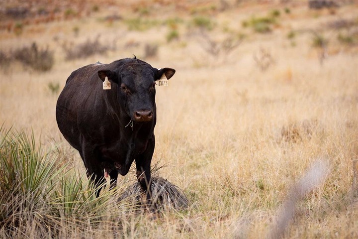 A single Angus bull walking through a pasture.