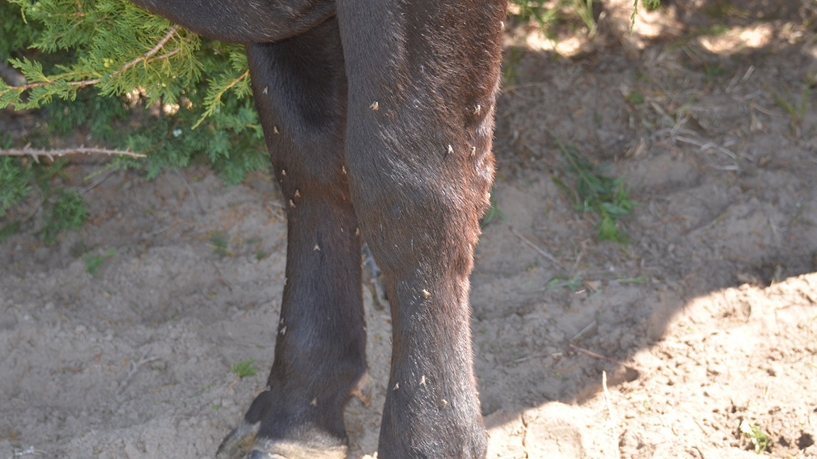 flies on cow legs