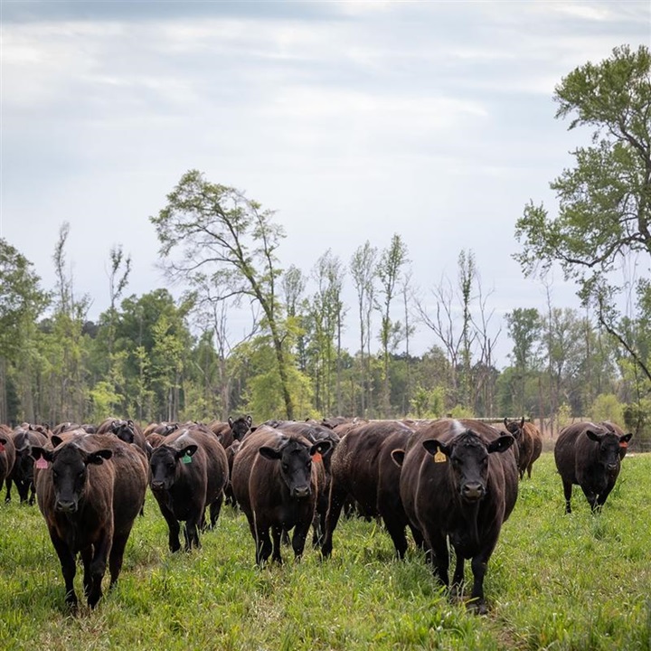 Group of Angus cattle walking through a green field lined with trees.