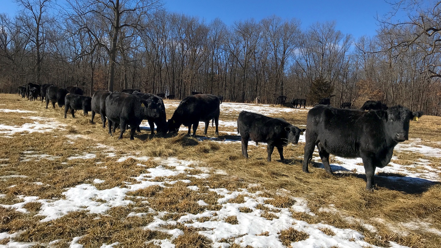 cows in winter pasture