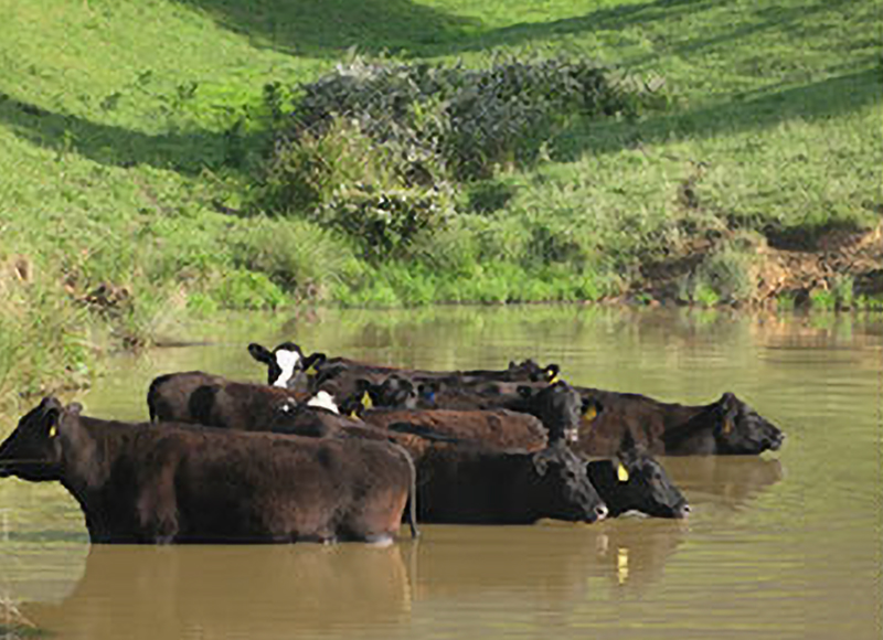 cattle in pond