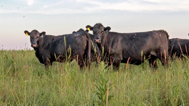 cattle on pasture