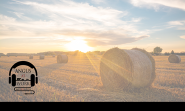 Hay bale in hay field at sunset.