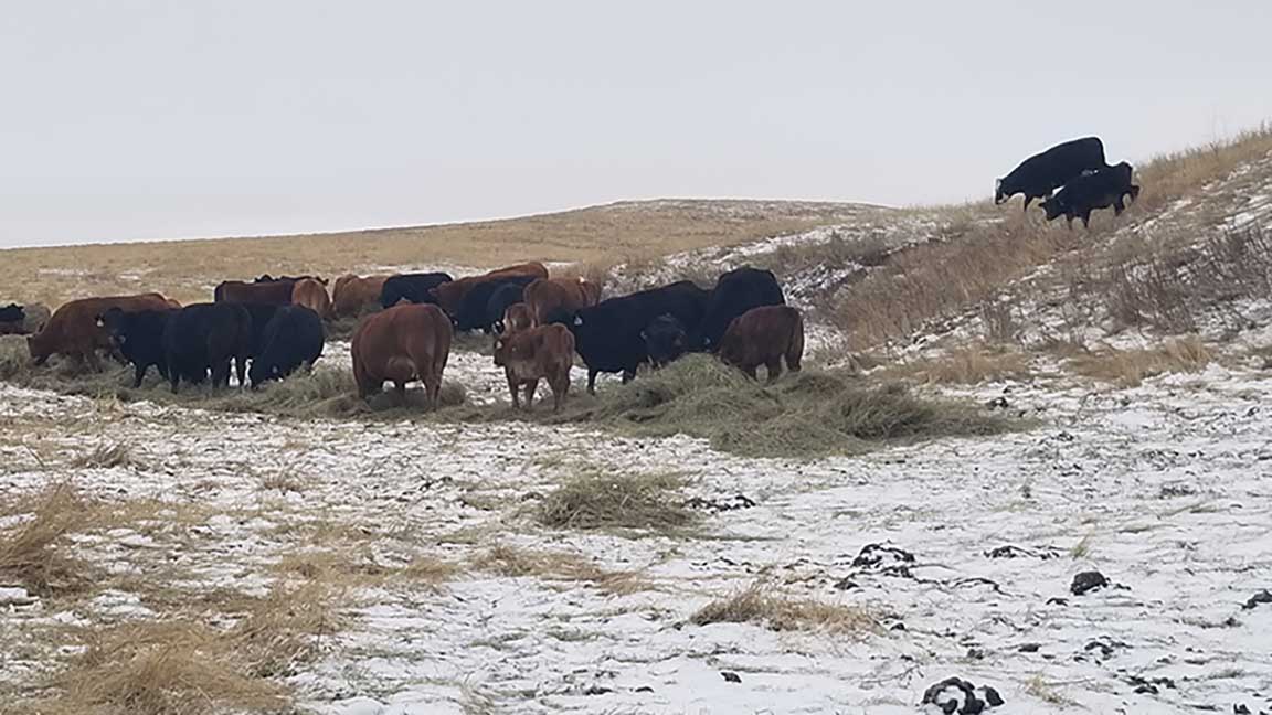 NDSU Extension specialist James Rogers advises ranchers to consider whether winter feed supplies are enough to stretch into spring in case of delayed turnout.